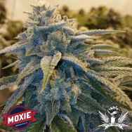 Moxie Seeds Alpine O.G